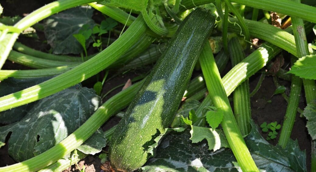 Кабачки розміром з диню: як виростити мʼясисті та соковиті кабачата – сусідам не показуйте 
