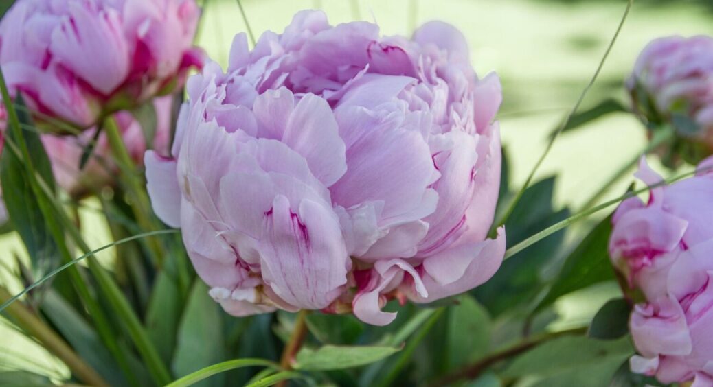 Як і коли пересаджувати півонії з одного місця на інше: краса заполонить всю вашу клумбу 