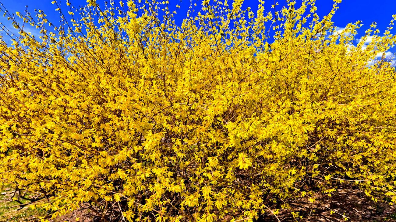 Садівники розповіли про найменш вибагливі декоративні кущі