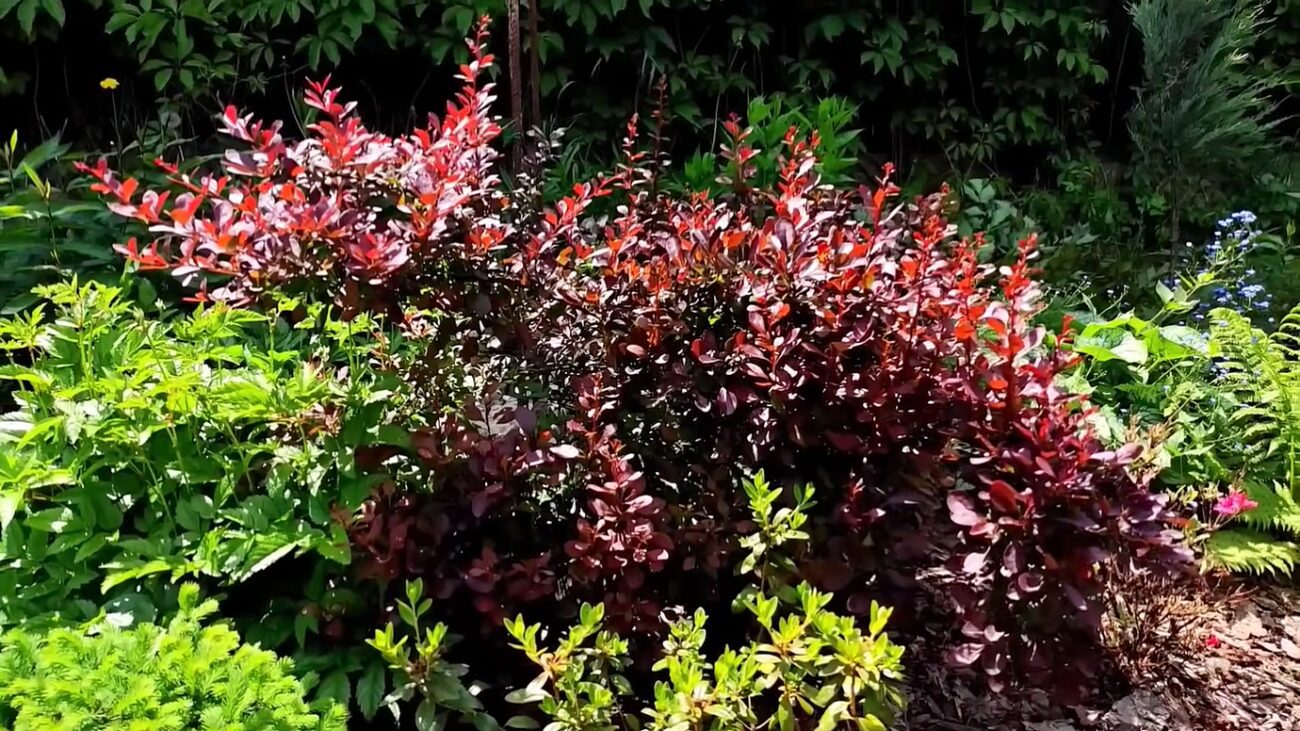 Садівники розповіли про найменш вибагливі декоративні кущі