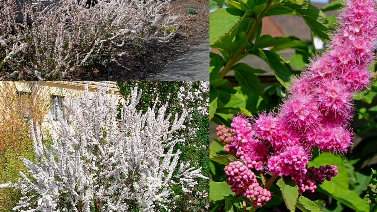 Садівники розповіли про найменш вибагливі декоративні кущі