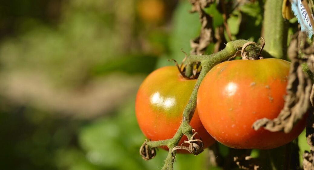 Посадка помідорів лежачи – це як? У чому переваги такого методу – врожаю буде втричі більше 