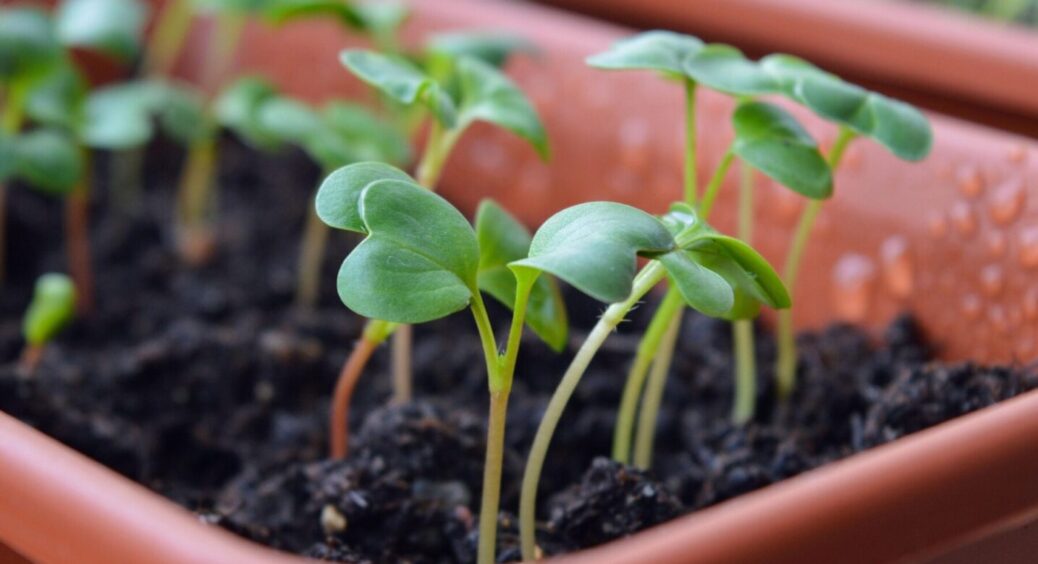 Забудьте про чорну ніжку розсади – буде здорова і міцна: розповідаємо, що крапнути під корінці 