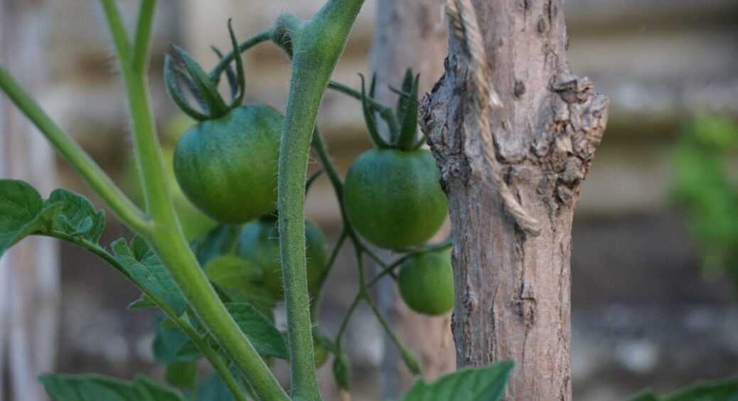 Що і коли потрібно сіяти на городі в 2025 році: календар розумного і стратегічного городника 