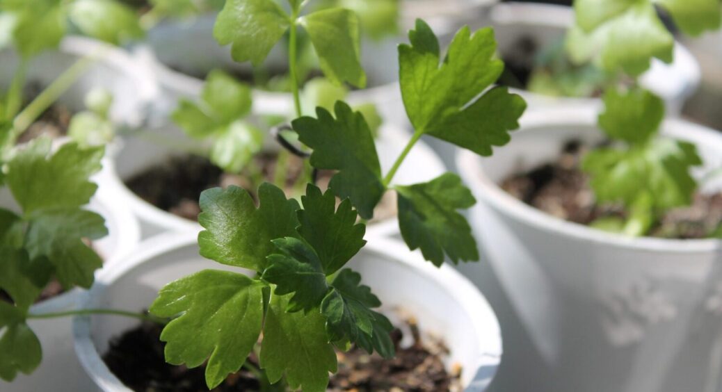 Покрокова інструкція висівання розсади: що за чим потрібно викладати у контейнери 