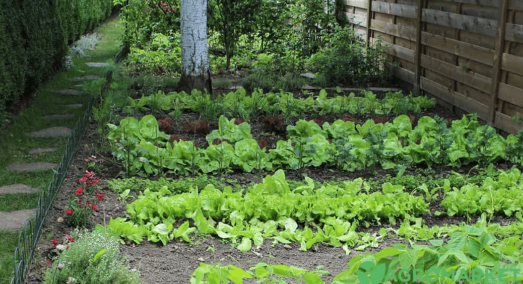 Які овочі можна висівати у відкритий ґрунт в квітні? Ці 3 культури навіть морозу не бояться 