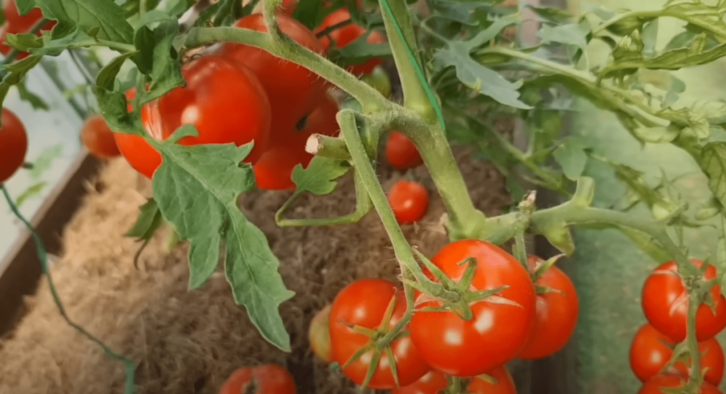 У нас ці помідори не родять: які 3 сорти не варто саджати в Україні – тільки час втратите дарма 