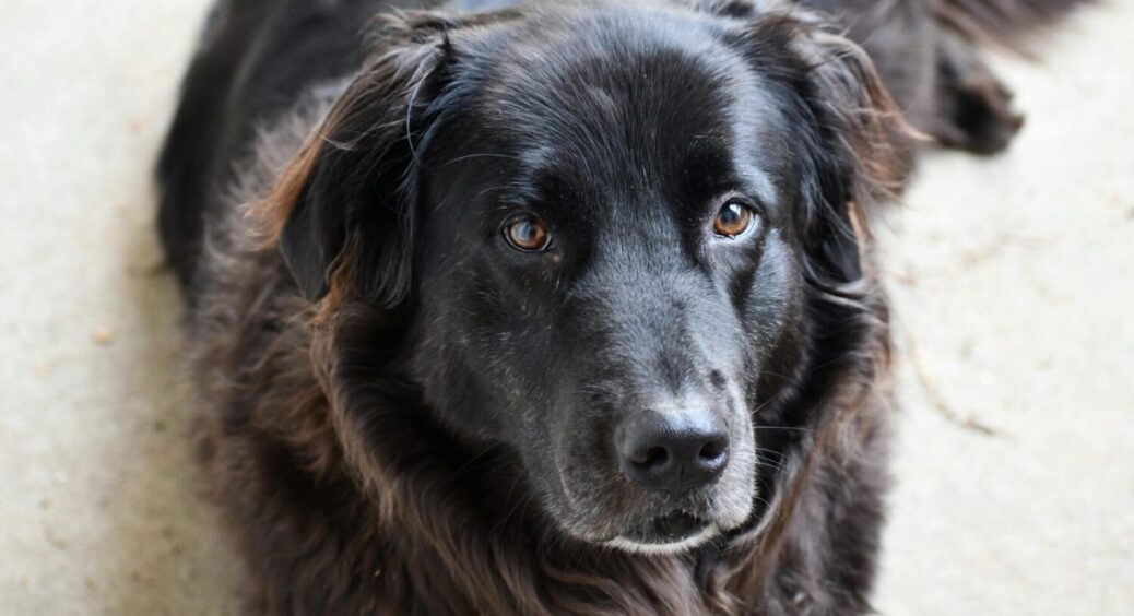 Ветеринари пояснили, чи розуміють собаки те, що бачать на телеекрані: ви не повірите 