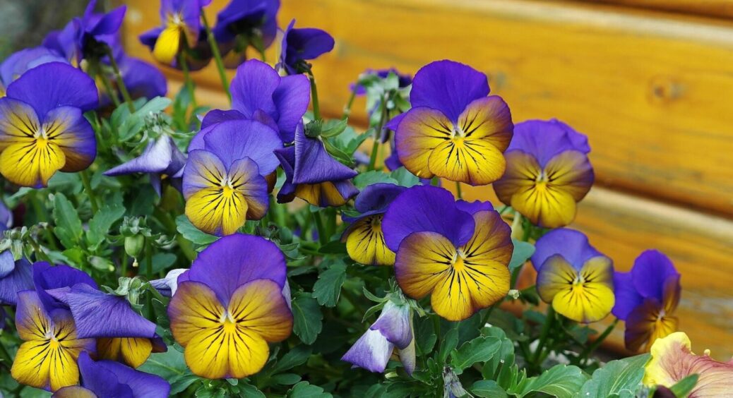 У вас залишилось 3 дні, щоб їх посіяти: 5 декоративних рослин для клумби, які саджають в лютому 