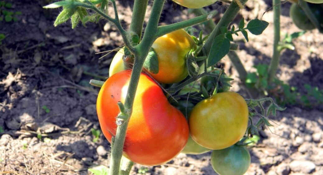 Помідори не тріскатимуться: як виростити великі та солодкі томати – всього 3 правила 