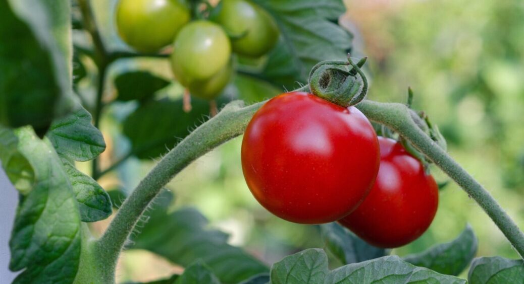 “Томатний графік”: коли сіяти помідори, щоб зібрати врожай в 5 разів більше, ніж зазвичай 
