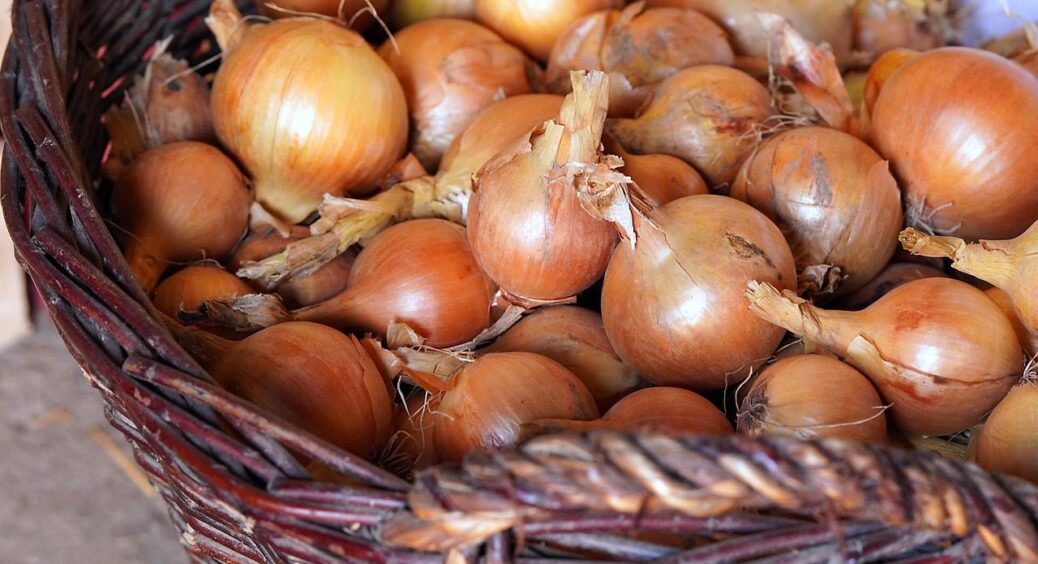 Урожайність цибулі зростає на 60%: аграрії застосовують базовий розчин з трьох інгредієнтів 