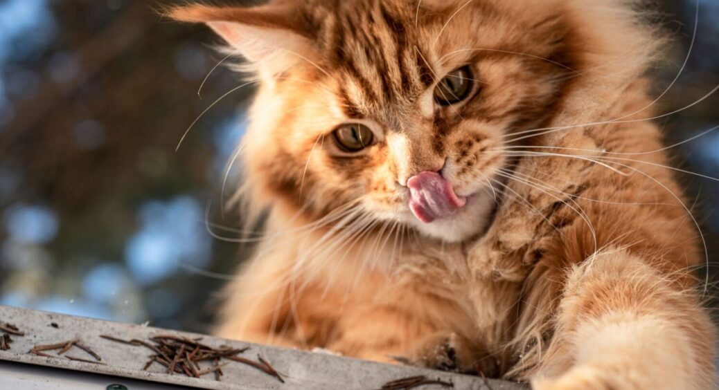 Який кіт вам подобається, такий у вас і характер: 5 порід тварин, які все про вас розкажуть 