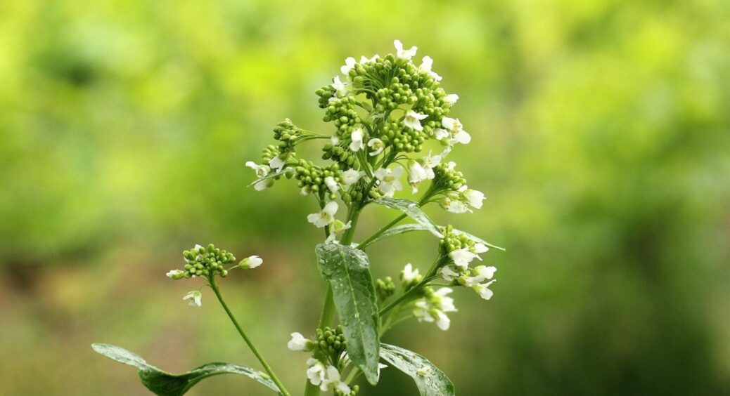 “Золота жила” на городі: ця зелень росте сама по собі, переживає морози і спеку 