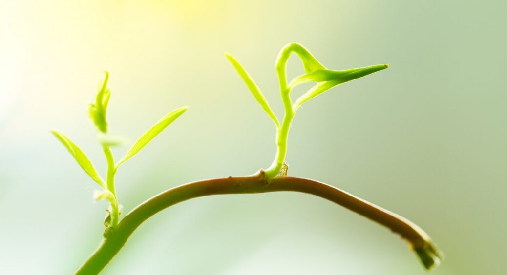 Від 2 компонентів живцям користі більше, ніж від стимуляторів: пухнасте коріння буде одразу 