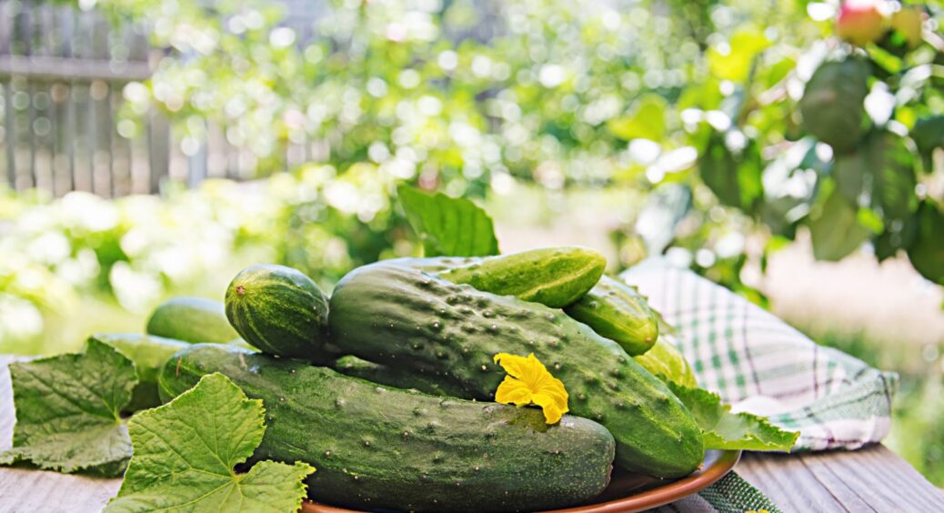 2 хитрощі, які продовжать плодоношення огірків до пізньої осені: так роблять агрономи 