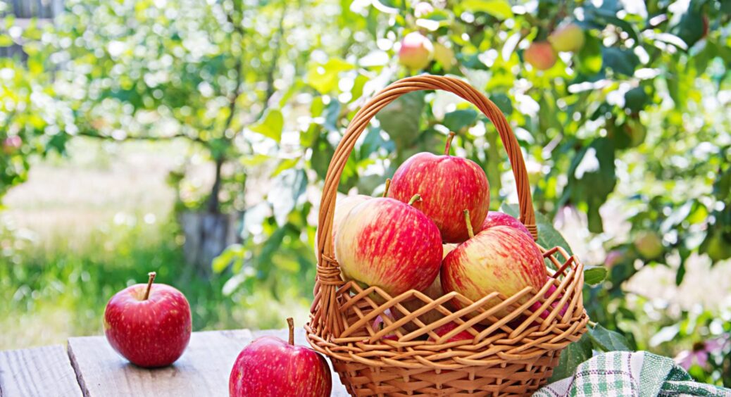 80 г на 10 л і яблуня завалить врожаєм: назавжди забудьте про борошнисту росу і моніліоз 