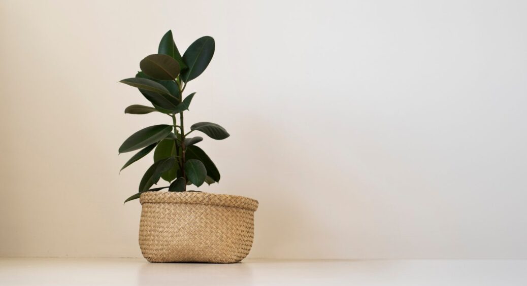 Ця кімнатна квітка очищує повітря в домі краще за будь-який фільтр: дешево, але не сердито! 