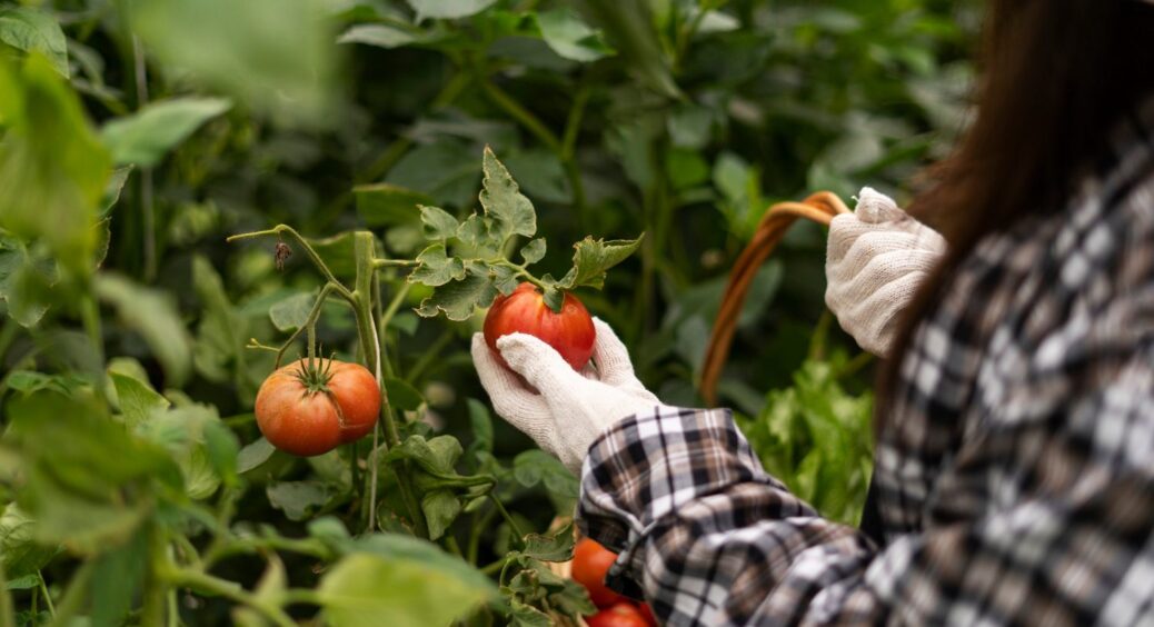 Забудьте про добрива: 3 секретні інгредієнти родючості – про них колись знав кожен городник 
