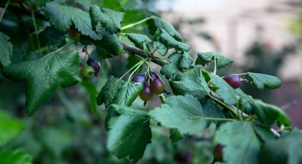 Сусід підказав 1 “фішку” для щедрого урожаю смородини: готую відра для збирання 