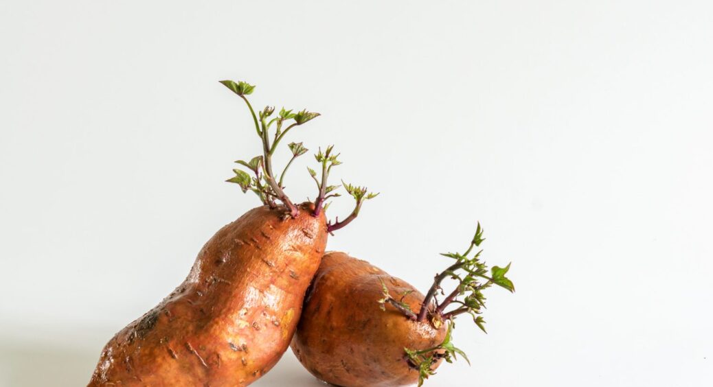 Замість картоплі тепер вирощую батат: знайшла підхід до заморського овоча 