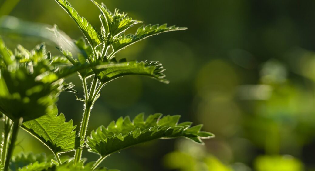 Кропива на городі? Несіть більше, адже це 3 в 1: добриво, захист і прискорювач росту 