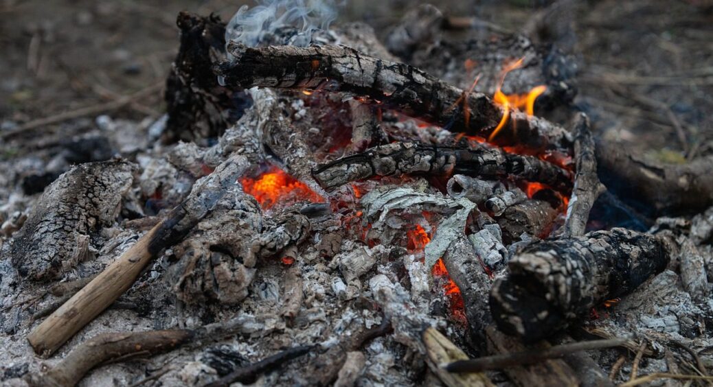 Підживлення, яке візьме і все зіпсує: 3 рослини, яким категорично не можна вносити золу 