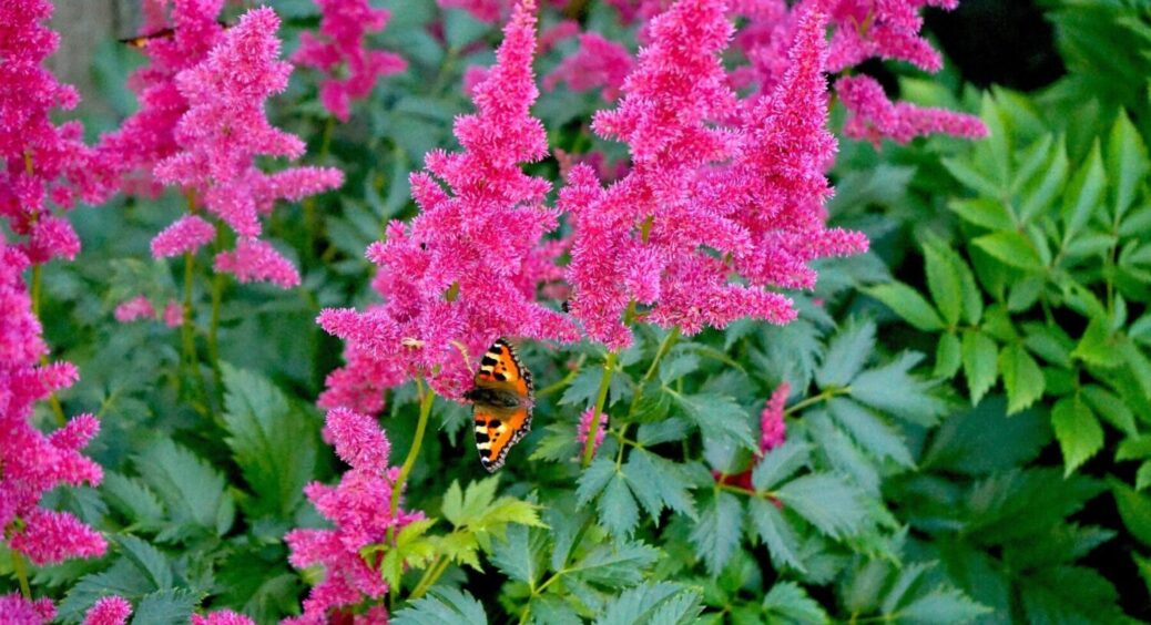 Тінь, спека, посуха? Ці 7 багаторічників не бояться нічого і цвітуть усе літо та ранню осінь 