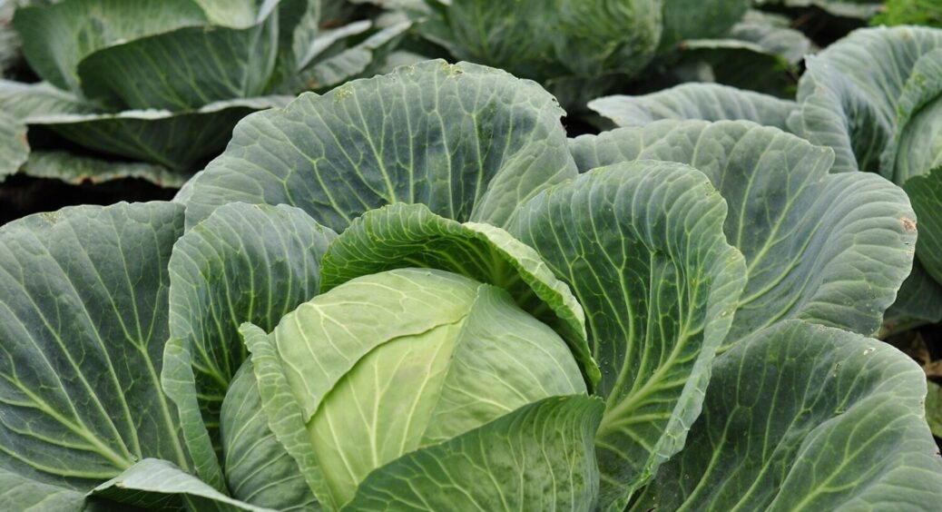 Через ці помилки капуста не дає урожай – 3 заборонені місця для вирощування і 3 “антидобрива” 