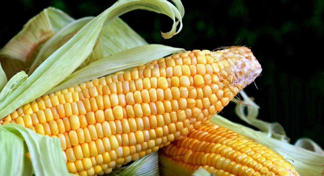 Ці 5 рослин “закохані” у сонце: які городні культури краще саджати на сонячних ділянках і чому 