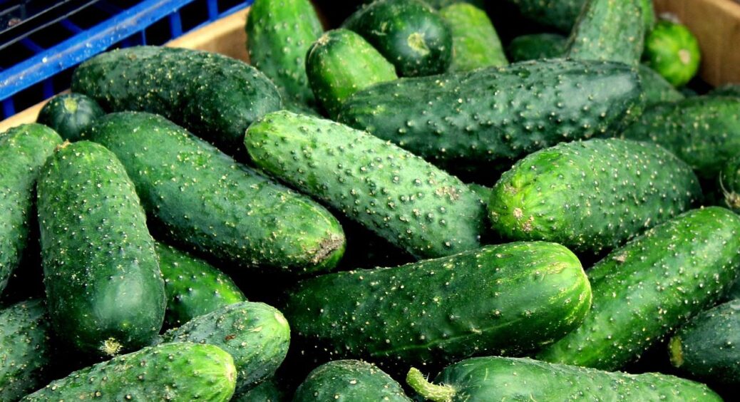 Хто висадив огірки у Святий тиждень, насолоджується “чахликами”: на це є 1 наукова причина 