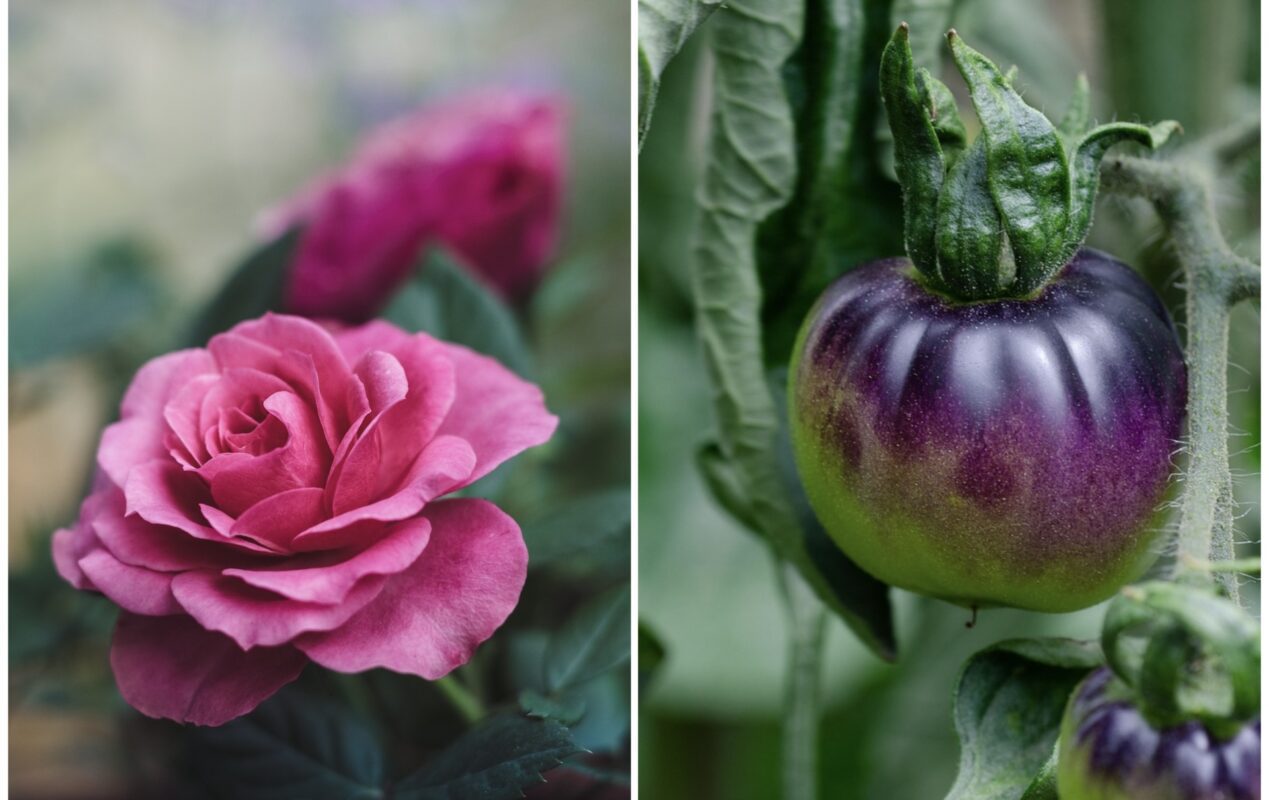 Як приготувати добрива із молочних продуктів