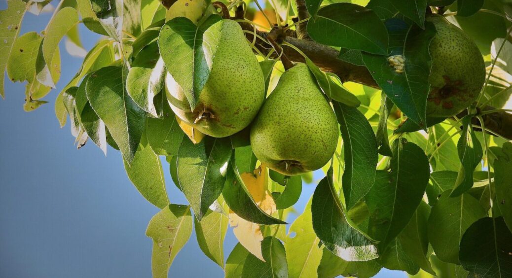 Обов’язково зробіть це у березні 2025 – примножите урожай. Перша обробка від моніліозу 