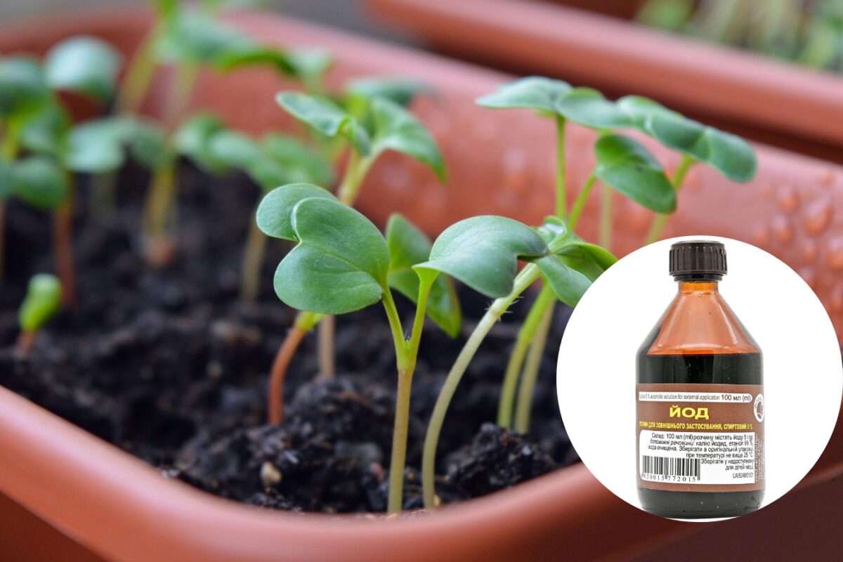 Городники розповіли, чим підживити розсаду, щоб вона рослина вдвічі швидше