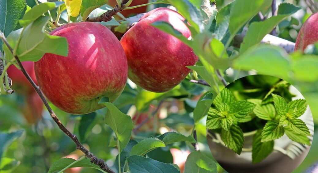 Мурахи з попелицею обійдуть яблуню стороною: посадіть під деревом ось ці 3 рослини 