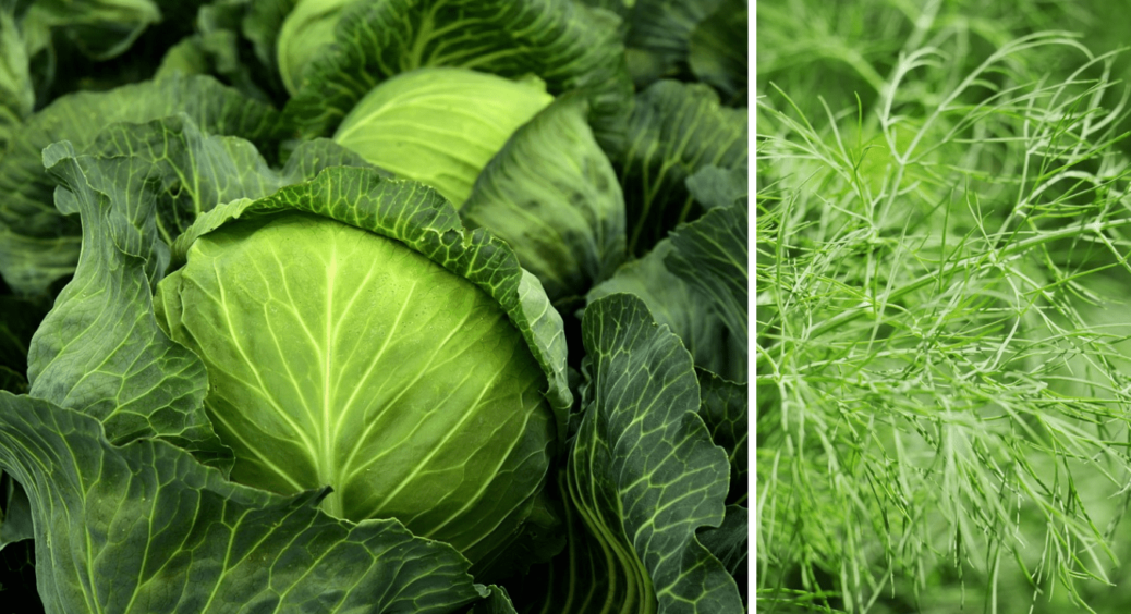 Кріп + капуста = ідеальне комбо! Гусінь зникне і врожай виросте на славу. Посадіть їх поряд 