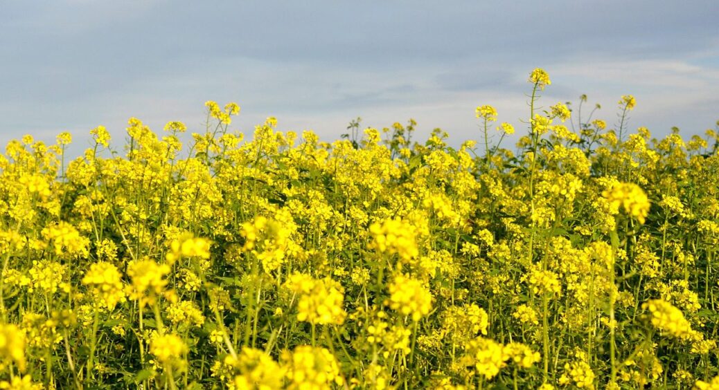 Які сидерати можна сіяти протягом усього сезону 2025: настав час починати – вибирайте найкращі 