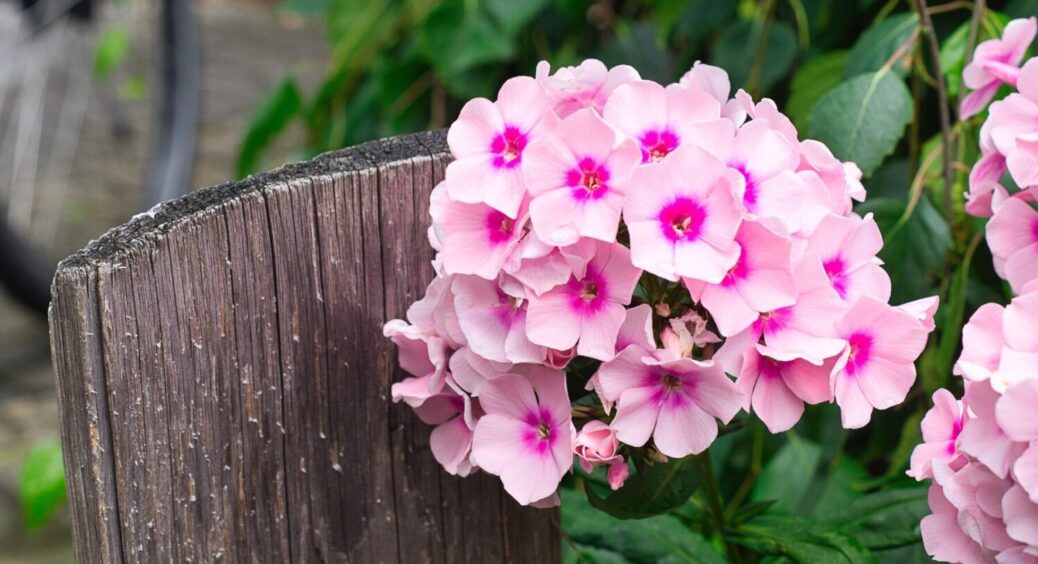 Що слід обов’язково посадити у відкритий ґрунт у квітні місяці: ТОП-5 квітів для краси ділянки 