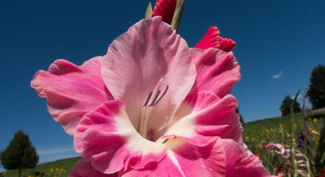 Садівники поділилися дієвою схемою для садіння гладіолусів: встигніть посадити до 15 березня 