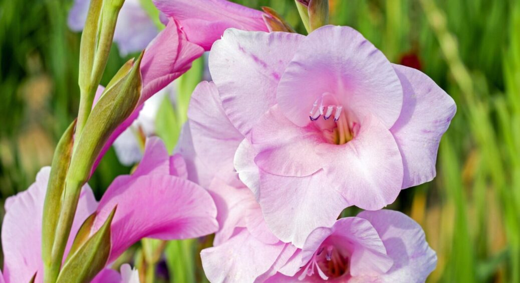 Гниль на цибулинах – не кінець: як врятувати лілії, гладіолуси чи калли від напасті? 