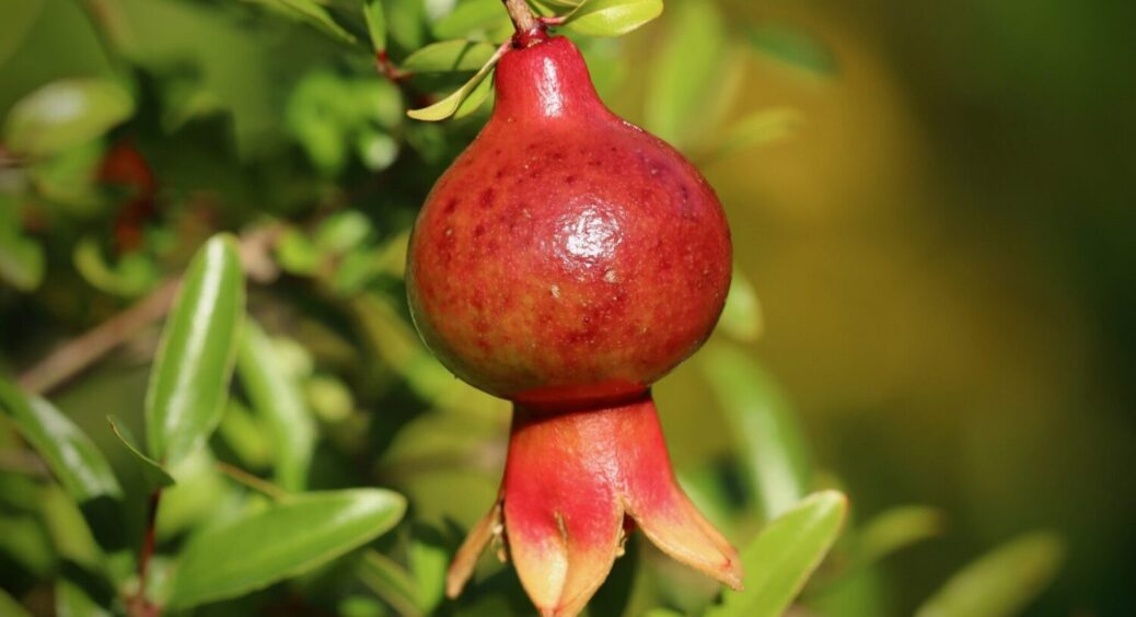 Екзотична рослина в саду: як виростити на своїй ділянці гранат – смачний, як в Грузії 