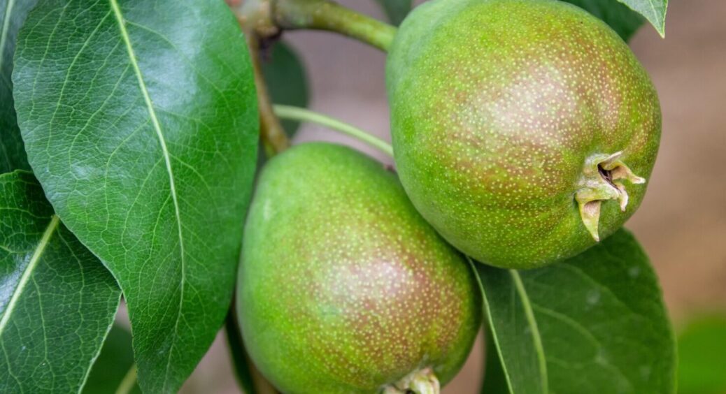 Щоб оприскувач не забивався: як правильно приготувати суміш для оприскування плодових дерев 