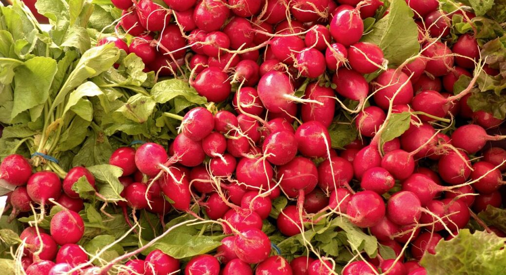 Ці 4 рослини не бояться мерзлої землі – посадіть їх в березні з відлигою: врожай порадує 