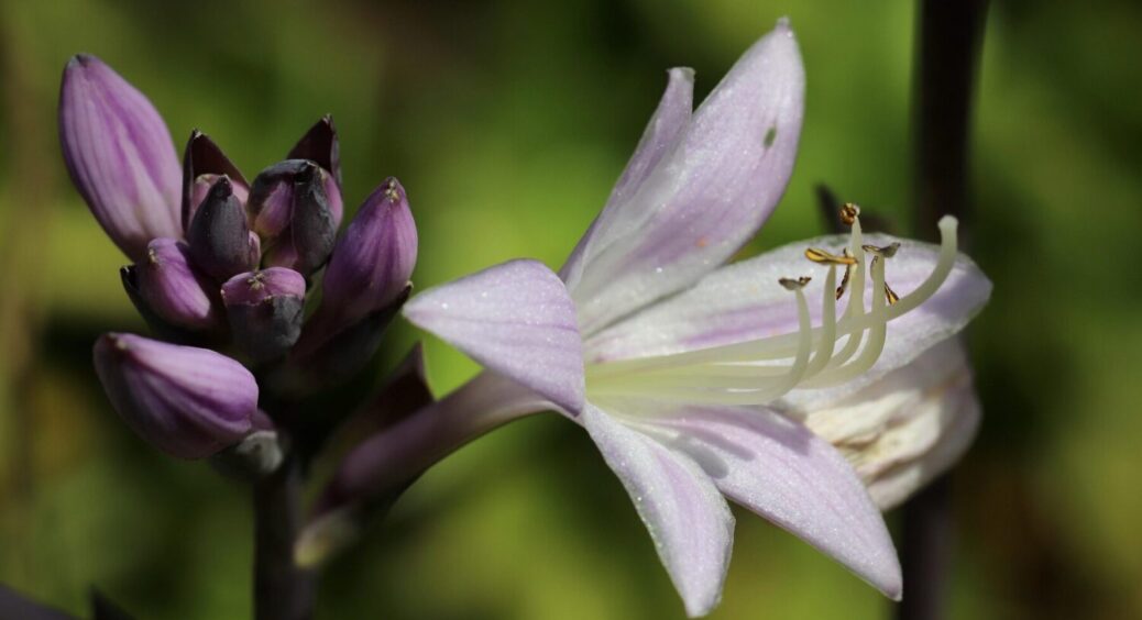 Багаторічна квітка, яка найкраще підійде для посадки у городі: ТОП-6 популярних сортів 