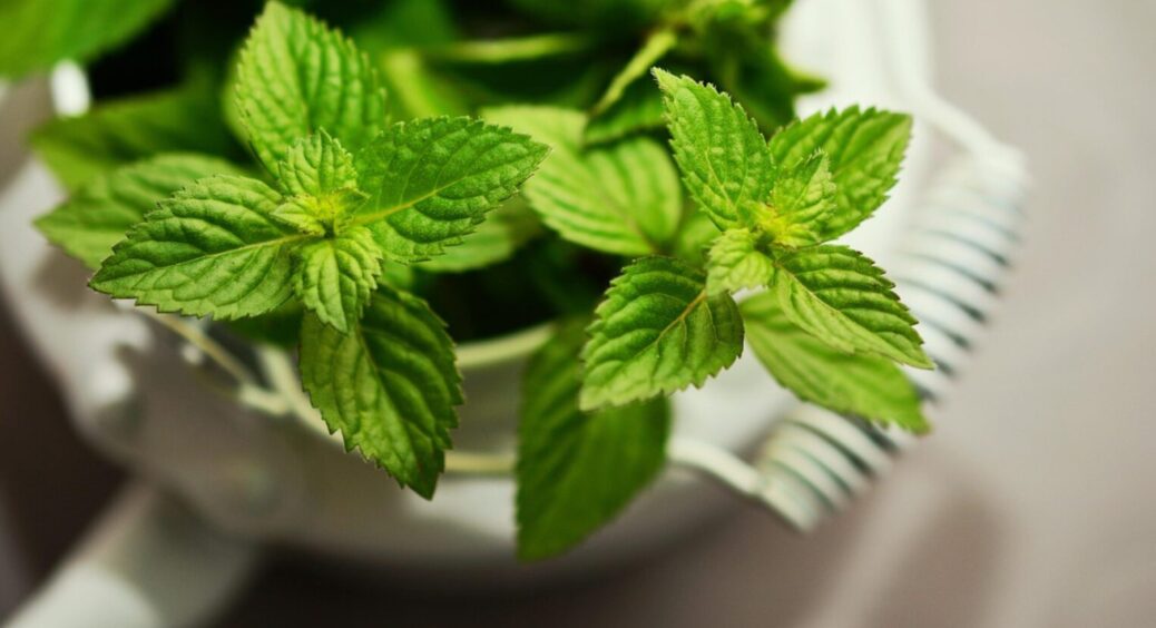 Мʼята не така проста: чому не варто саджати її біля будинку – 2 причини, про які ви не знали 