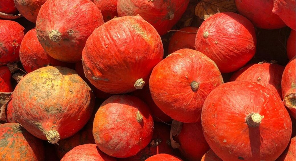 Такі яскраві, що навіть малюки їдять із задоволенням: посадіть ці кабачки – цікавий сорт 