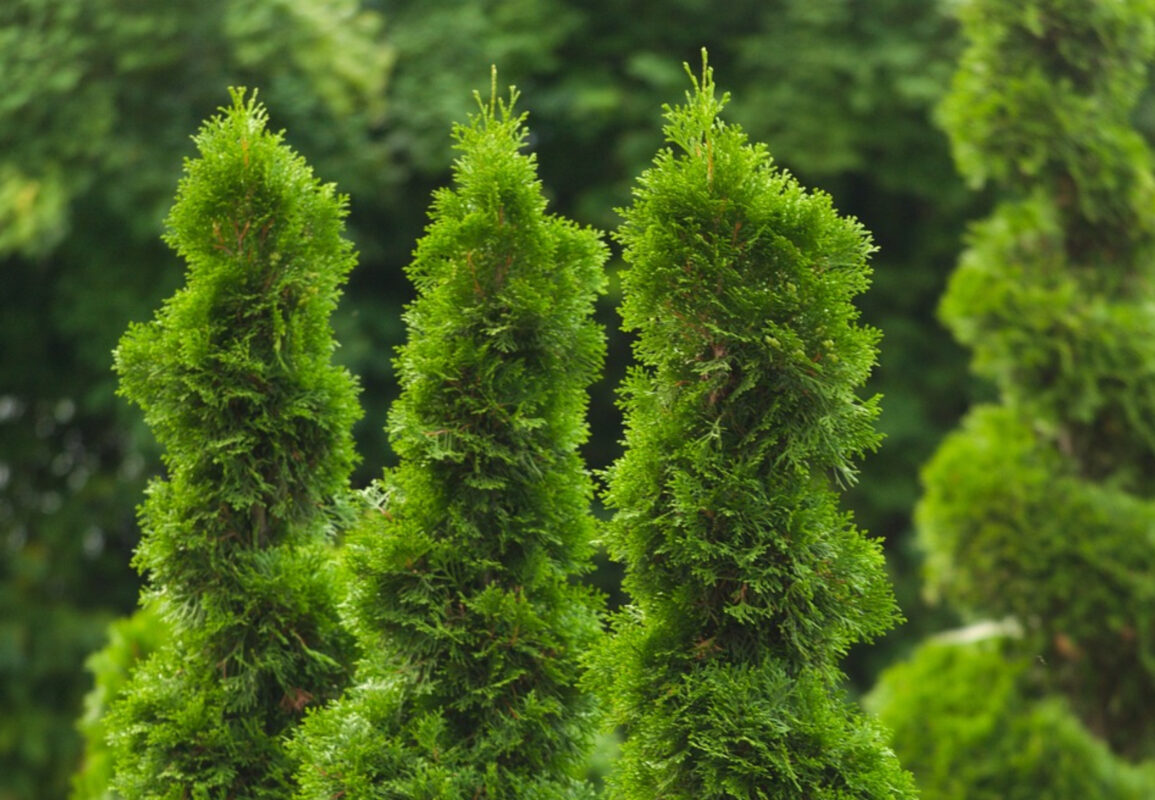 Садівник розповів, чому не можна саджати туї біля будинку