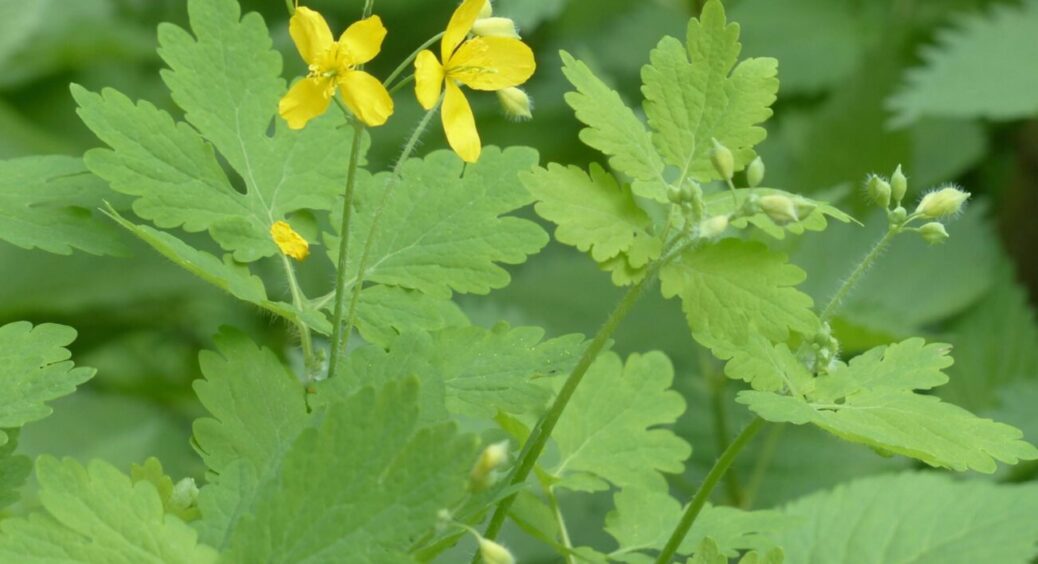 Залиште чистотіл в спокої: 3 причини, чому ніколи не варто його видаляти на городі 