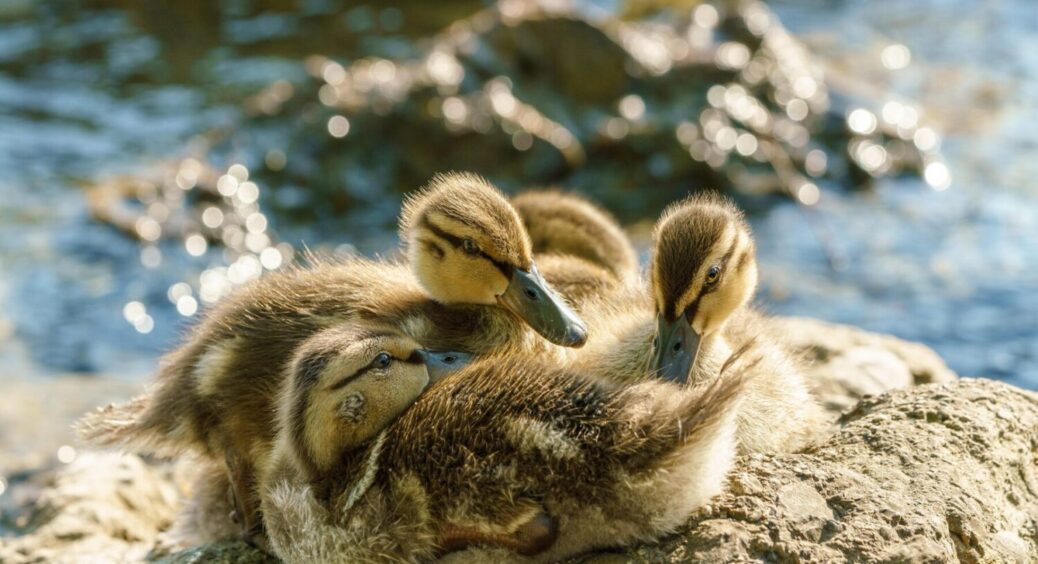 Чи можна тримати курей разом із качками? Професійний досвід і несподівані висновки 