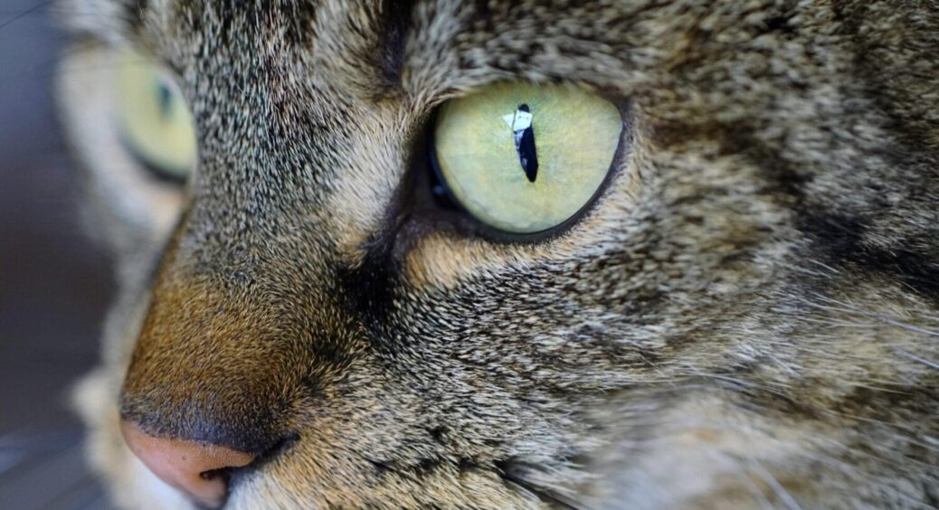 Чому не можна випускати кішку на вулицю навесні: отруйні квіти, “весняні коти” і ще 2 причини 